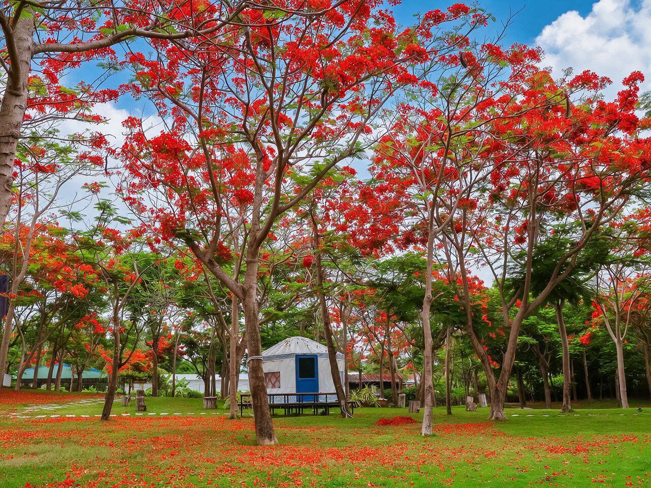 CAMPING GIỮA RỪNG PHƯỢNG